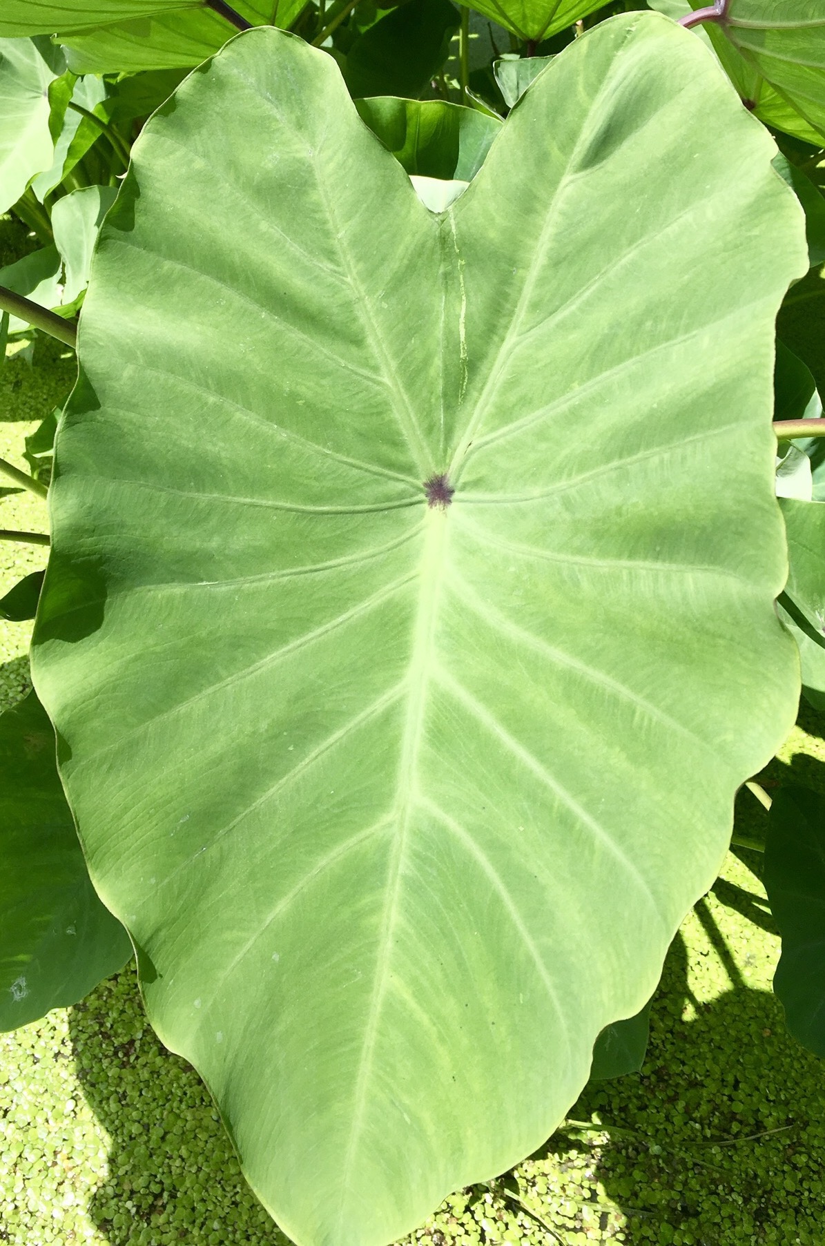 Taro patch — the kalo plant is the heart of Hawaiian cuisine